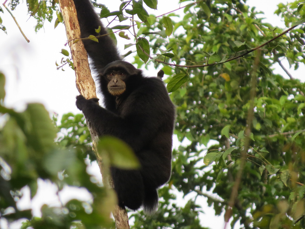 Krakatau, krakatoa tour, krakatau travel, krakatau adventure, ujung kulon, ujung kulon tour, krakatau volcano